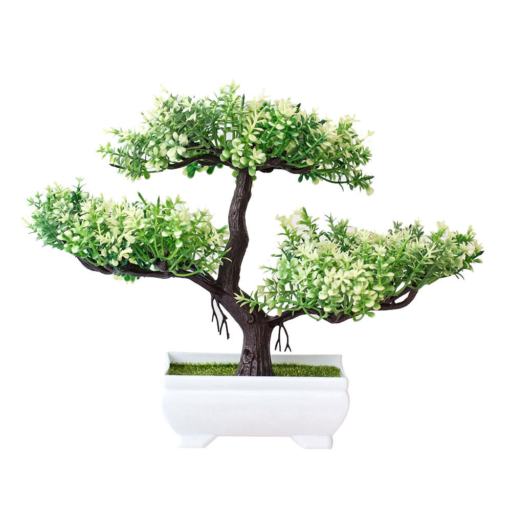 Bonsai Plants